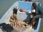 Conch shells, Bill says fried conch very similar to fried rubber bands, he was right..
