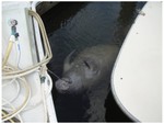 We stopped in a marina in Titusville, FL where Julia and Josh drove over to take us out to dinner and bring us a new, larger dinghy.  This manatee lives in salt water and is enjoying a drink of fresh water.  It would be a hard up sailor who would mistake one of the beasts for a mermaid.  Giving the manatees a drink carries a fine of $500.