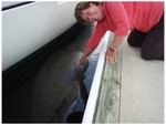 Adair is touching a manatee in the marina.  I don't know if the manatee thinks it is fun, but Adair thought it was a hoot.