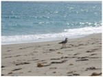 The beach at the John T. MacArthur Beach State Park in Palm Springs