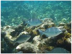 Reef snorkeling