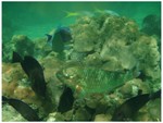Parrot Fish, Yellow Tail Snapper