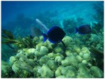 Blue Tang?