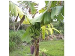 Bananas