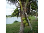 Coconuts