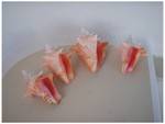 Adair's small conch shells.