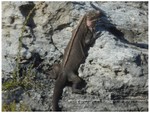 Allens Cay iguanas.