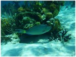 Parrot fish