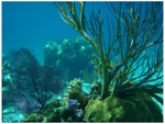 Some of the scattered coral heads in the harbor at Warderick Wells Cay.