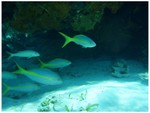 Yellow tail snapper
