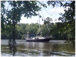 Bull Creek, Waccamaw River, South Carolina