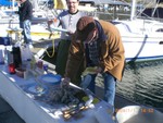 oysters on serving line