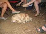 Pig Roast