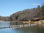 Birds waiting in line, S. Little, Feb 2008