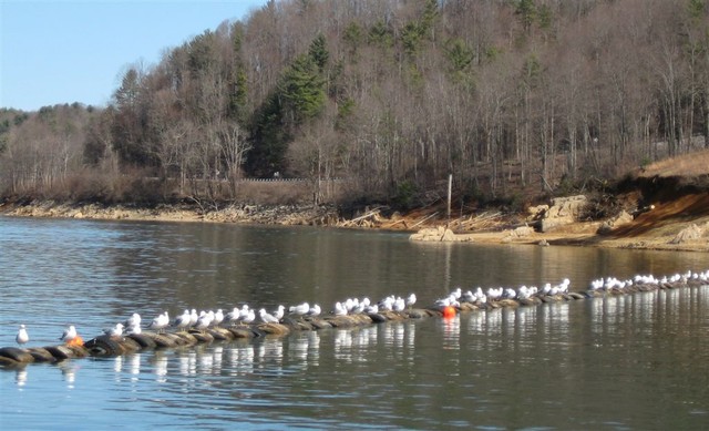 Birds waiting in line, S. Little, Feb 2008
