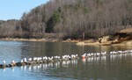 Birds waiting in line, S. Little, Feb 2008