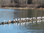 Birds waiting in line, S. Little, Feb 2008