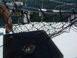 84. caught crab