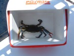 85. angry crab
