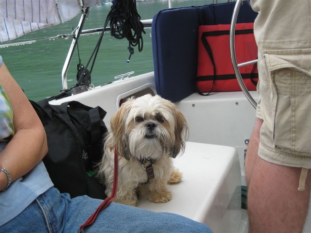 Catoe's dog being ferried to picnic