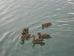 ducks attack fleet!