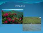 Spring Races