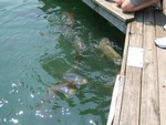 Feeding the carp with dried dog food at Mallard Cove Marina